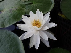 Nymphaea odorata odorata