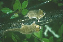 Microcebus rufus