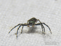 Titidius