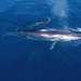 Eden's Whale - Photo (c) irenek, some rights reserved (CC BY-NC)