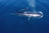 Eden's Whale - Photo (c) irenek, some rights reserved (CC BY-NC)