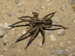 Schizocosa malitiosa