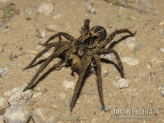 Schizocosa malitiosa