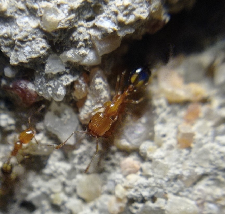 Trichomyrmex destructor