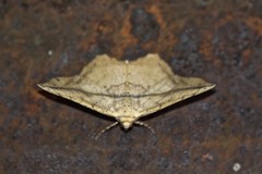 Polyacme dissimilis