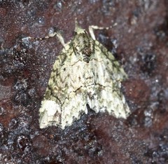 Tamba conscripta