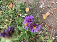 Symphyotrichum novae-angliae
