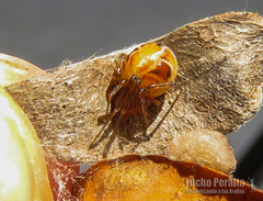 Nihonhimea tesselata