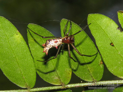 Micrathena nigrichelis