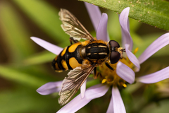 Helophilus obscurus