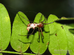 Micrathena nigrichelis