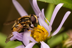 Helophilus obscurus
