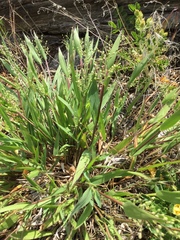 Dichanthelium scribnerianum