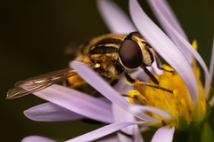 Helophilus obscurus