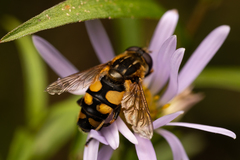 Helophilus obscurus