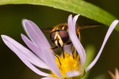 Helophilus obscurus