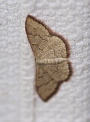 Idaea coercita