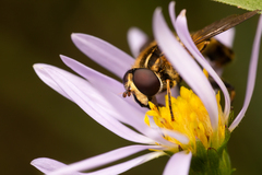 Helophilus obscurus