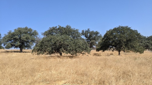 Engelmann oak