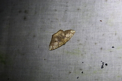 Nematocampa completa