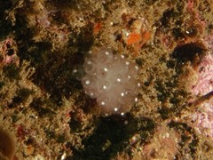Clavelina pseudobaudinensis