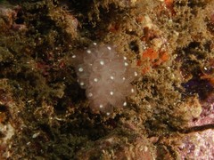 Clavelina pseudobaudinensis
