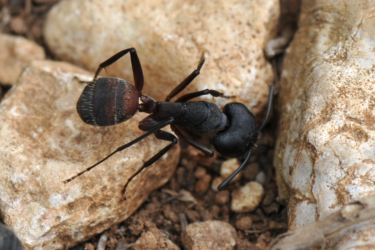 Camponotus cruentatus