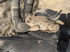 Anaxyrus boreas halophilus