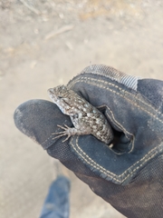 Sceloporus occidentalis