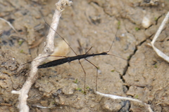 Hydrometra stagnorum