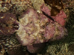 Thysanophrys cirronasus