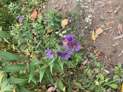 Symphyotrichum novae-angliae