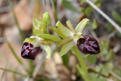 Ophrys exaltata