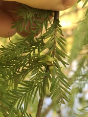 Taxodiomyia taxodii