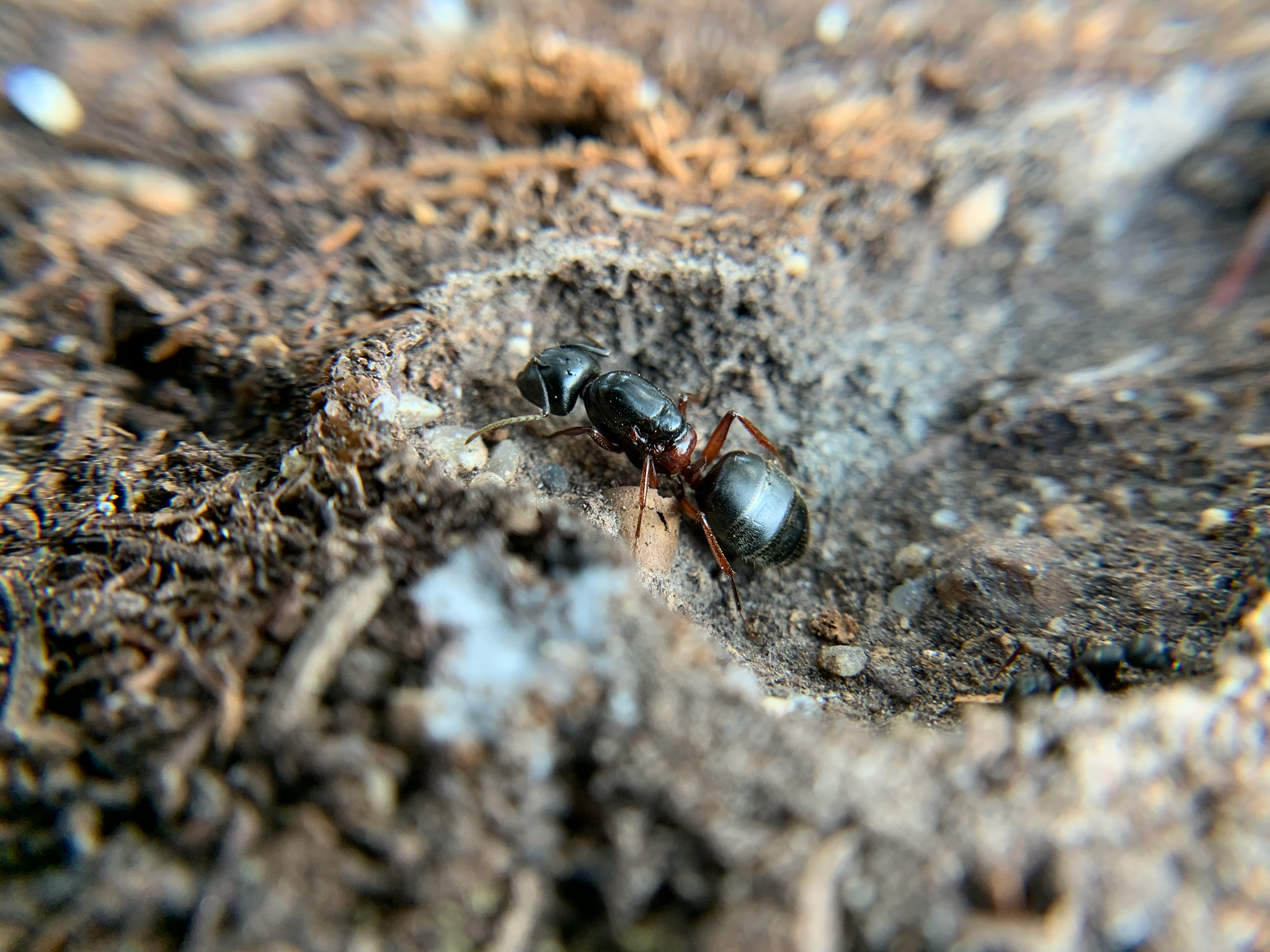 Camponotus herculeanus