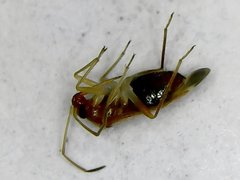 Ceratocapsus apicalis