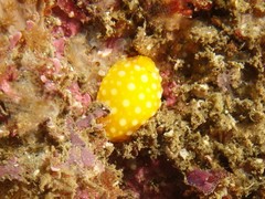 Doris chrysoderma