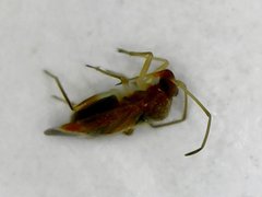 Ceratocapsus apicalis