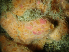 Hemimycale columella