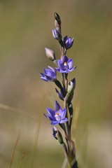 Thelymitra × truncata