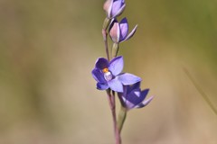 Thelymitra × truncata