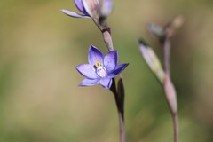 Thelymitra × truncata