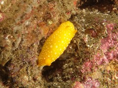 Doris chrysoderma