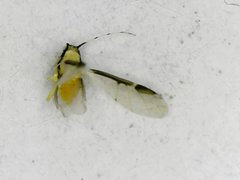 Monellia caryella