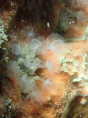 Phoronis