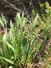 Dichanthelium scribnerianum