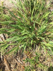 Dichanthelium scribnerianum