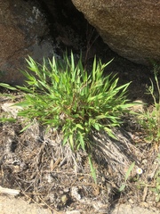 Dichanthelium scribnerianum