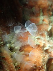Phoronis