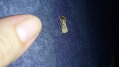 Lepidoptera